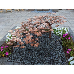 Blue Thumb Creeping Japanese Maple - Complete Kit ABCF500K