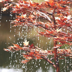 Blue Thumb Japanese Maple Tree - Complete Kit ABCF400K