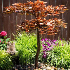Blue Thumb Japanese Maple Tree - Complete Kit ABCF400K