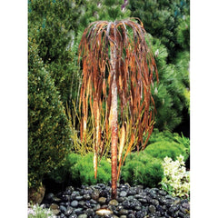 Blue Thumb Weeping Willow- Complete Kit ABCF050K